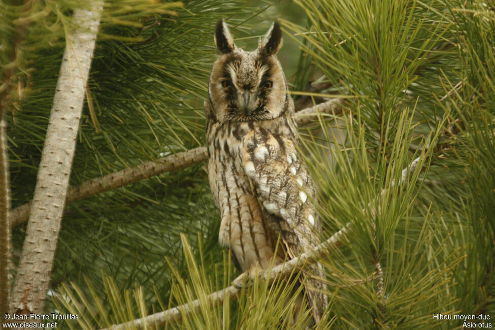 Long-eared Owl