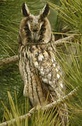 Long-eared Owl