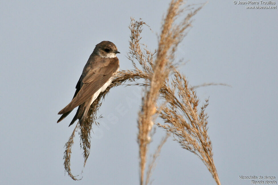 Sand Martin