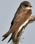 Sand Martin