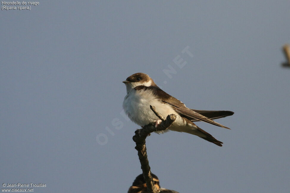 Sand Martin