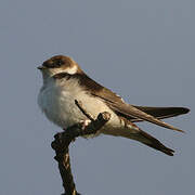 Sand Martin