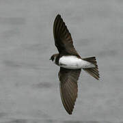 Sand Martin