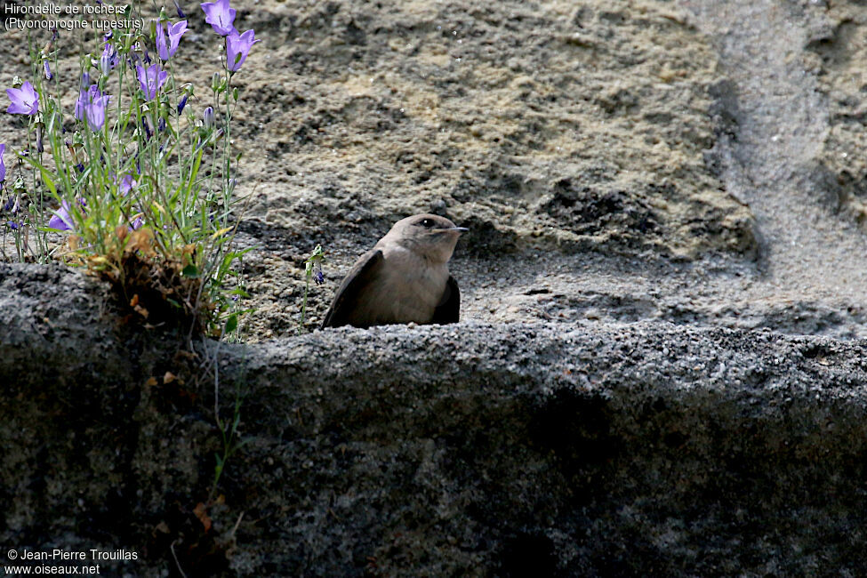 Eurasian Crag Martin