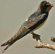 Barn Swallow