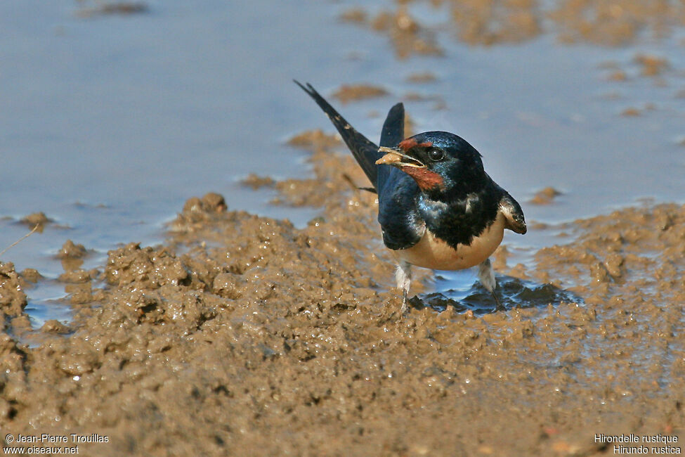 Hirondelle rustique