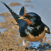 Barn Swallow