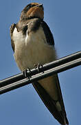 Barn Swallow