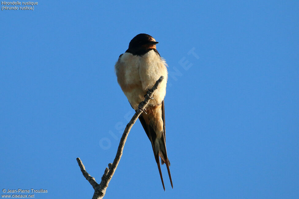 Hirondelle rustique