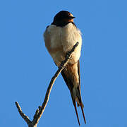 Barn Swallow