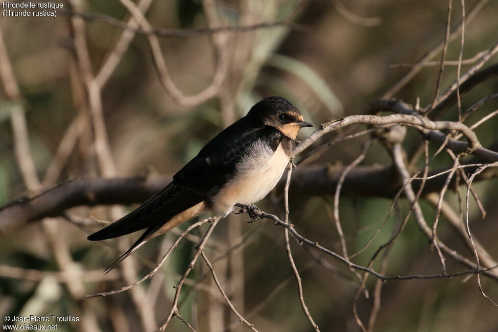 Barn Swallow