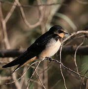 Barn Swallow