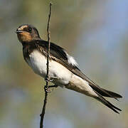 Barn Swallow