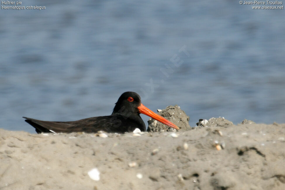 Eurasian Oystercatcher