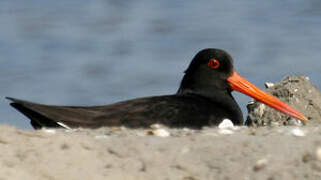 Eurasian Oystercatcher