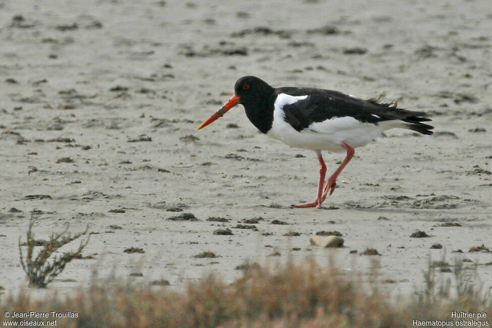 Eurasian Oystercatcher