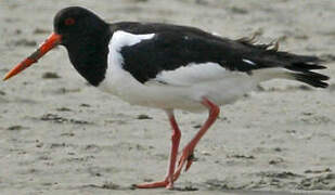 Eurasian Oystercatcher