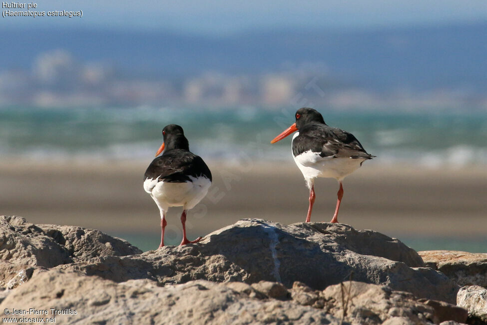 Eurasian Oystercatcher