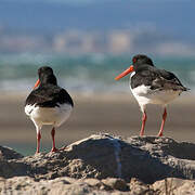 Eurasian Oystercatcher