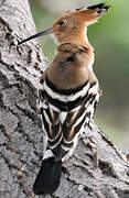 Eurasian Hoopoe