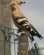 Eurasian Hoopoe