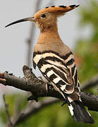 Eurasian Hoopoe