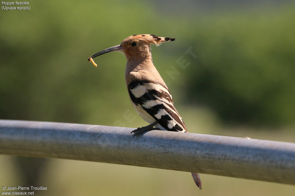 Eurasian Hoopoe