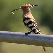 Eurasian Hoopoe