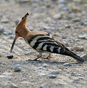 Eurasian Hoopoe