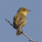 Melodious Warbler