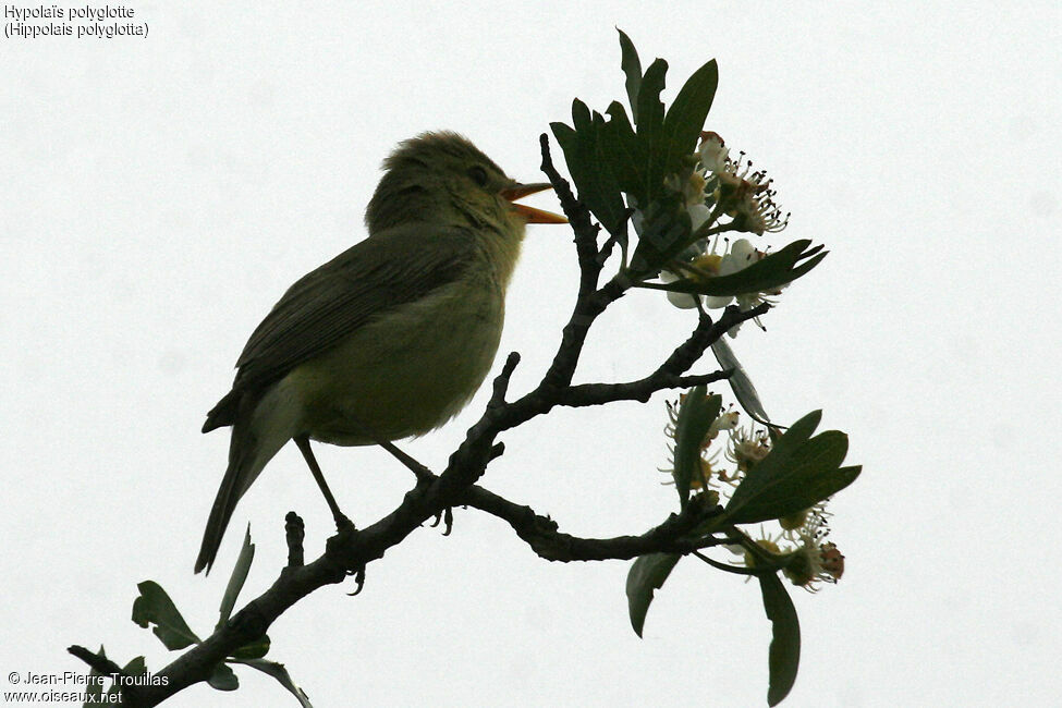 Melodious Warbler