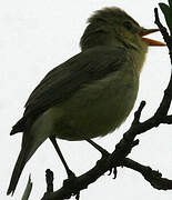 Melodious Warbler