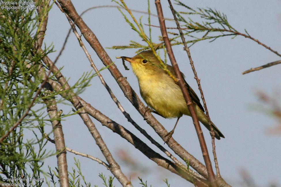 Melodious Warbler