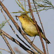 Melodious Warbler