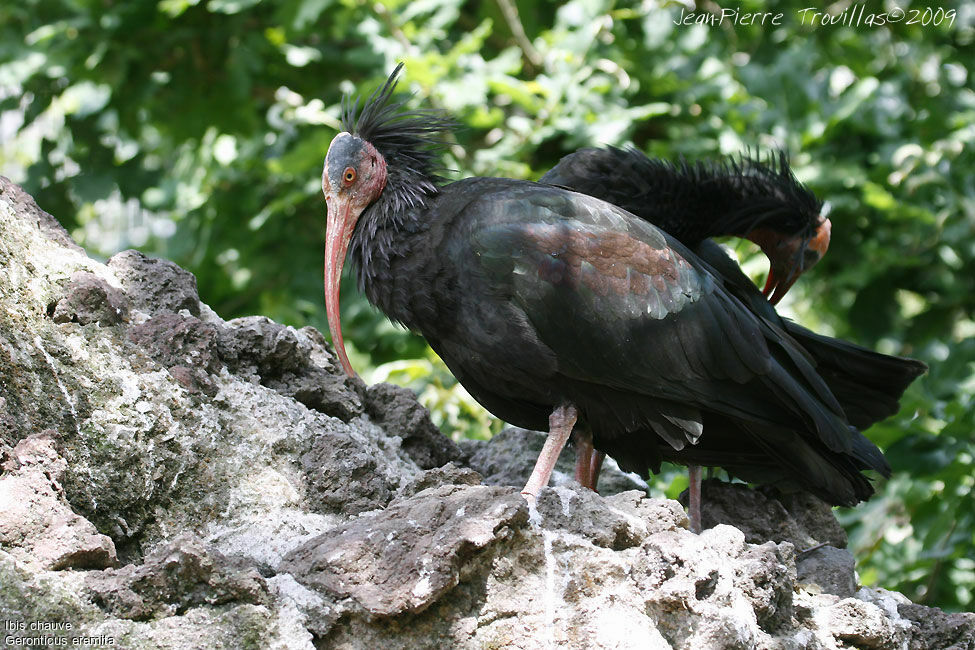 Northern Bald Ibis