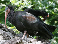 Northern Bald Ibis