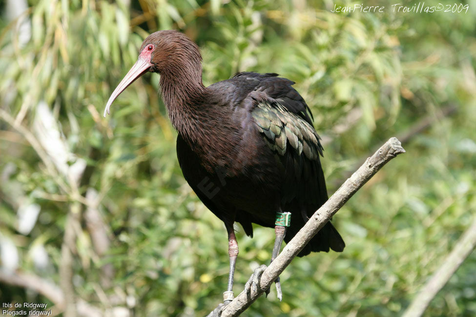 Puna Ibis