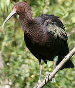 Puna Ibis