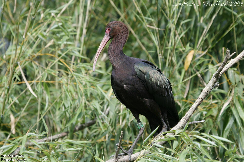 Puna Ibis