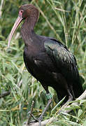 Puna Ibis