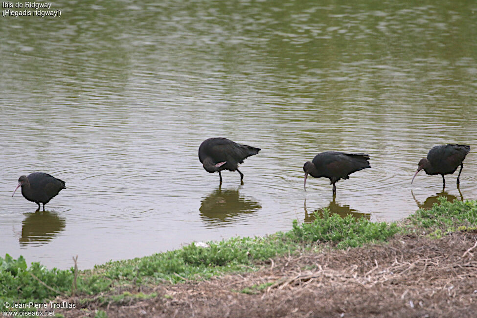 Ibis de Ridgway