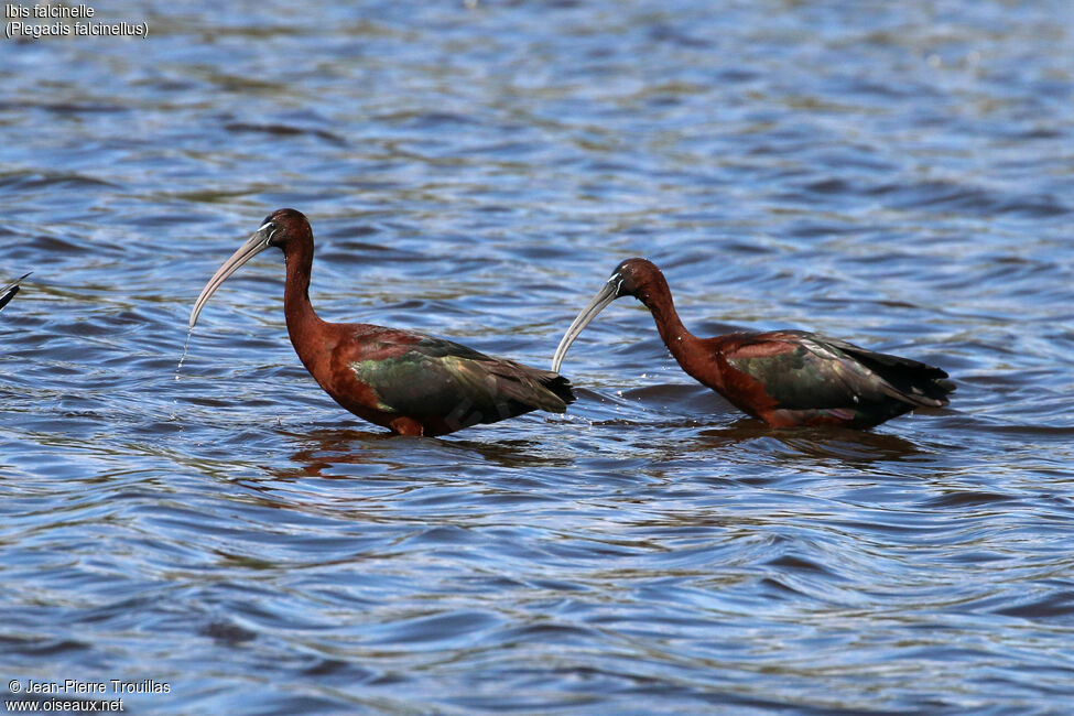 Ibis falcinelle