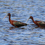 Glossy Ibis