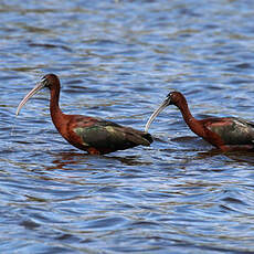 Ibis falcinelle