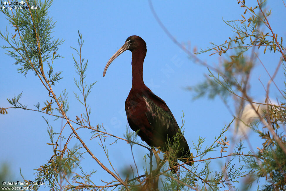 Glossy Ibis