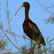 Ibis falcinelle