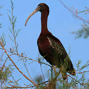 Glossy Ibis