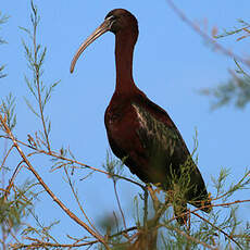 Ibis falcinelle