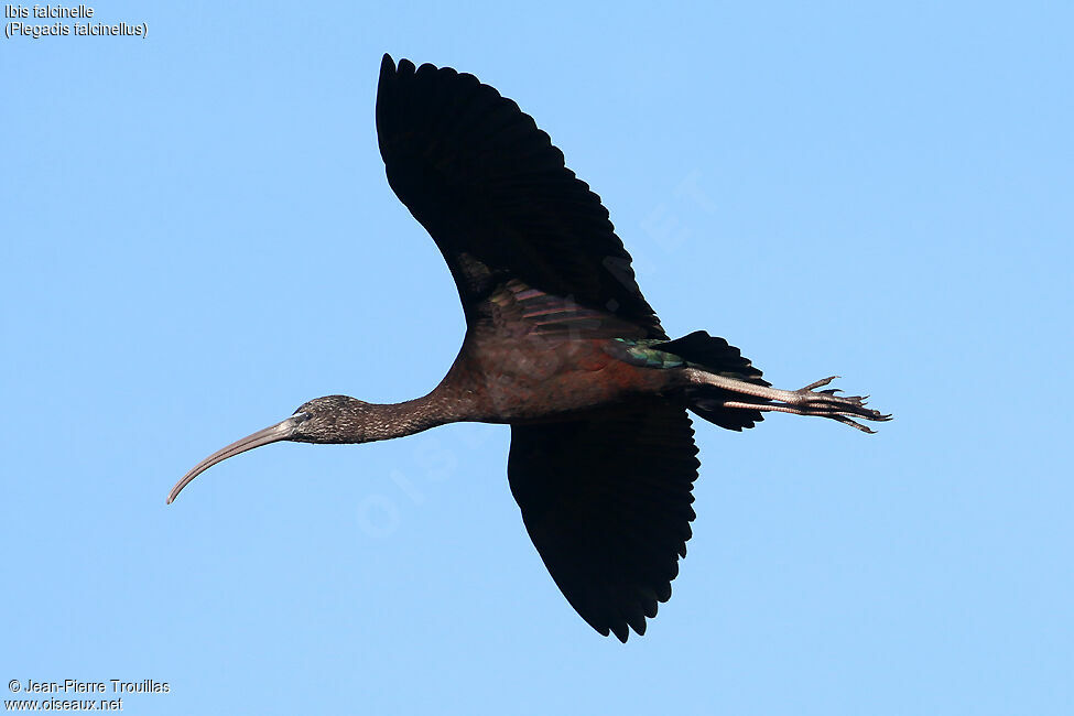 Ibis falcinelle