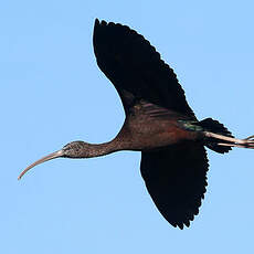 Ibis falcinelle